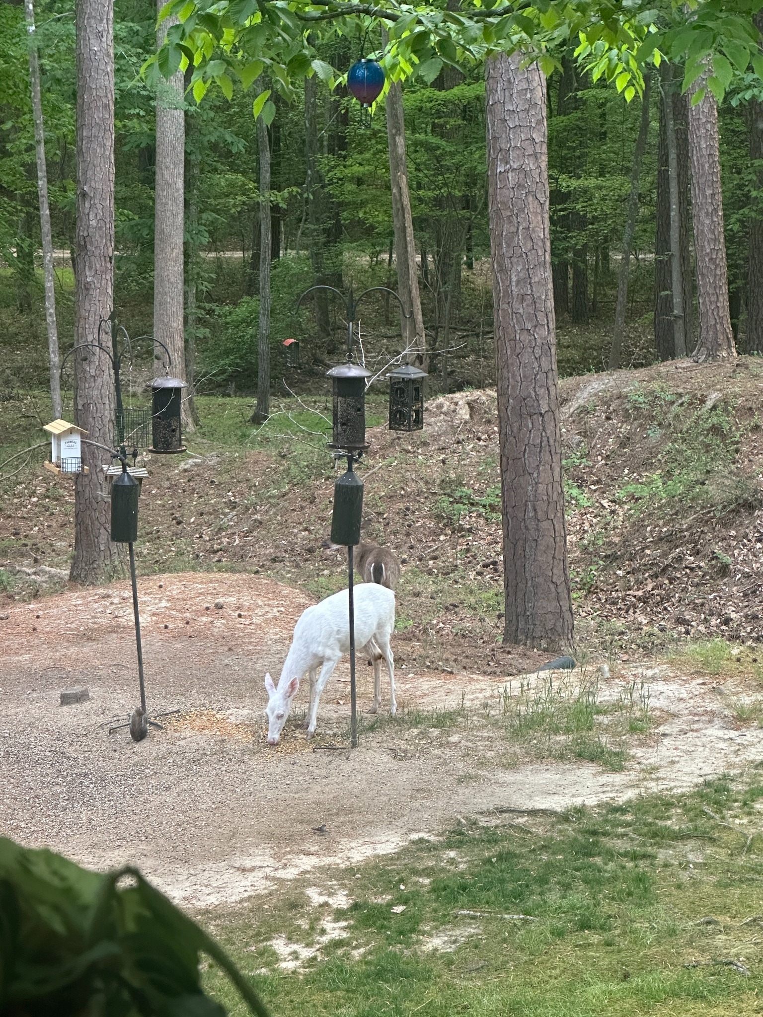 A different kind of Carolina neighbor
